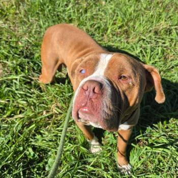 Savage -  American Bulldog and Mixed Breed Dog for Adoption in Binghamton, New York - Savage | PetCurious