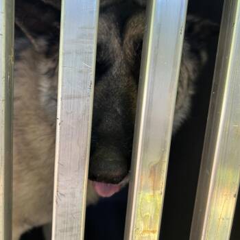 Brandy -  Shepherd Dog for Adoption in Greensboro, North Carolina - Brandy | PetCurious