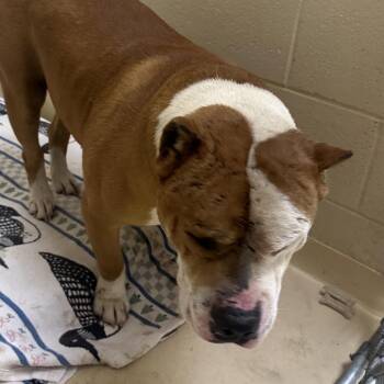 Mixed Breed Dogs Available for Adoption in Winston-salem, North Carolina - Canelo | PetCurious