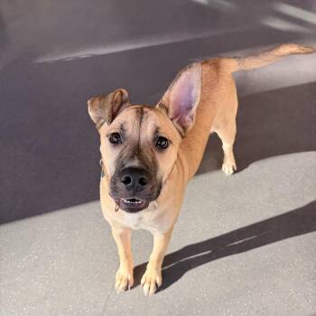 Nelli -  Mixed Breed Dog for Adoption in Truckee, California - Nelli | PetCurious