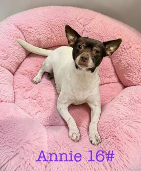 Chihuahua Dogs Available for Adoption - Annie  | PetCurious