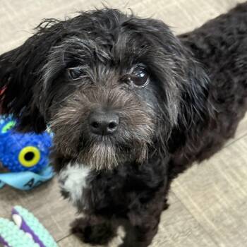 Liddie -  Maltipoo and Coton De Tulear Dog for Adoption in Mahwah, New Jersey - Liddie | PetCurious