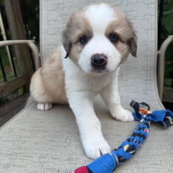 Brioche -  Australian Shepherd and Anatolian Shepherd Dog for Adoption in Minneapolis, Minnesota - Brioche | PetCurious