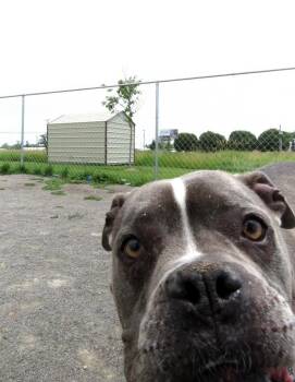 Kyra -  Boxer and Pit Bull Terrier Dog for Adoption in Van Wert, Ohio - Kyra | PetCurious