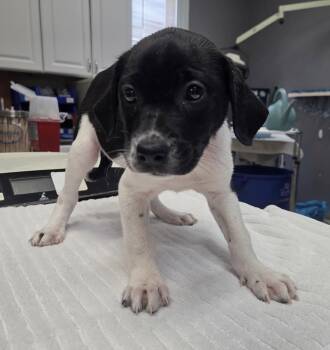 Rescue Labrador Retriever Dogs for Adoption in Parma, Ohio - Magnolia | PetCurious