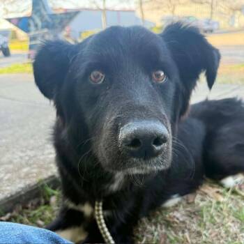Border Collie and Terrier Dogs Available for Adoption - Cario | PetCurious