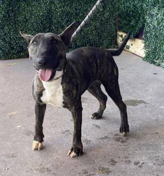 Zoey -  Bull Terrier and Mixed Breed Dog for Adoption in El Paso, Texas - Zoey | PetCurious