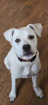 Rescue Cattle Dog Dogs for Adoption in Wildomar, California - Daisy Mae | PetCurious