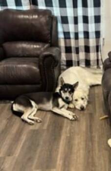 Dakota BR-T LOCAL Adoption Event in Burlington 7/26 -  Siberian Husky and German Shepherd Dog Dog for Adoption in Missouri City, Texas - Dakota BR-T LOCAL Adoption Event In Burlington 7/26 | PetCurious