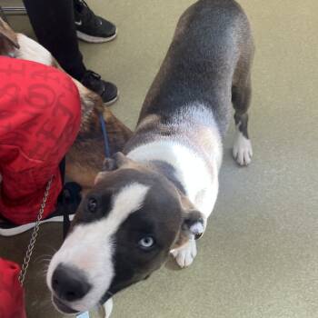 Rescue Pit Bull Terrier Dogs for Adoption in Harrisonburg, Virginia - Bruce | PetCurious