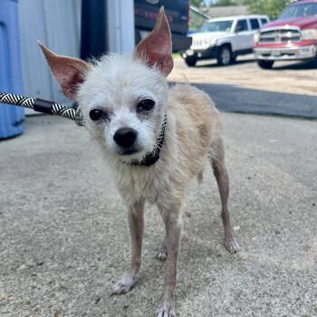 Papa Roach DI 11 -  Chihuahua and Mixed Breed Dog for Adoption in Union, Missouri - Papa Roach DI 11 | PetCurious