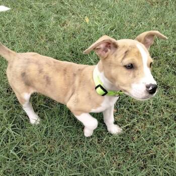 Jeff -  Australian Shepherd and Pit Bull Terrier Dog for Adoption in Springfield, Missouri - Jeff | PetCurious