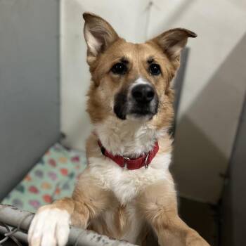 Tally -  Shepherd and Collie Dog for Adoption in Marysville, Ohio - Tally | PetCurious