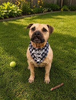 Terrier Dogs Available for Adoption in Euless, Texas - Chance | PetCurious