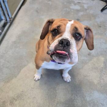 Maddie -  Bulldog Dog for Adoption in Saint Marys, Pennsylvania - Maddie | PetCurious