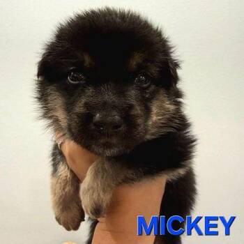 M-I-C-K-E-Y available for pre-adoption -  Siberian Husky and Shepherd Dog for Adoption in Los Angeles, California - M-I-C-K-E-Y Available For Pre-adoption | PetCurious