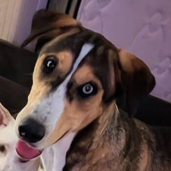 Thumper -  Catahoula Leopard Dog and Mixed Breed Dog for Adoption in Corpus Christi, Texas - Thumper | PetCurious