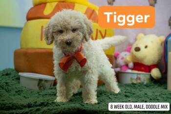 Tigger -  Labradoodle Dog for Adoption in Sevierville, Tennessee - Tigger | PetCurious