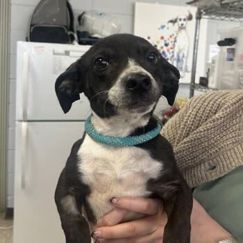 Mixed Breed Dogs Available for Adoption - Stoat | PetCurious