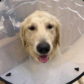 Duke -  Golden Retriever Dog for Adoption - Duke | PetCurious