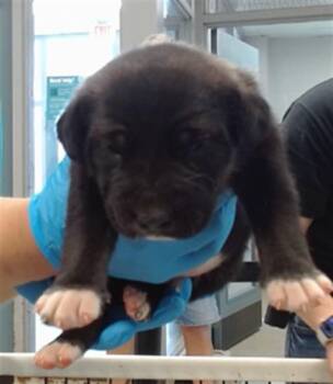 A475204 -  German Shepherd Dog Dog for Adoption in Oklahoma City, Oklahoma - A475204 | PetCurious