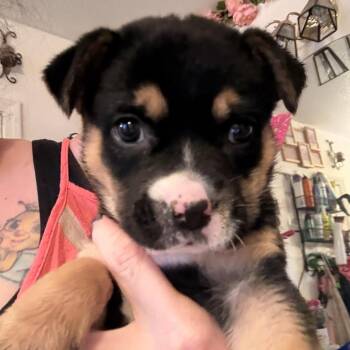 Hope -  Shepherd and Terrier Dog for Adoption in Incline Village, Nevada - Hope | PetCurious