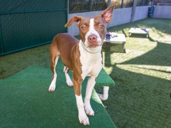 Pit Bull Terrier and Mixed Breed Dogs Available for Adoption - PRINCESS | PetCurious