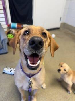 Labrador Retriever Dogs Available for Adoption - Marshmallow  | PetCurious
