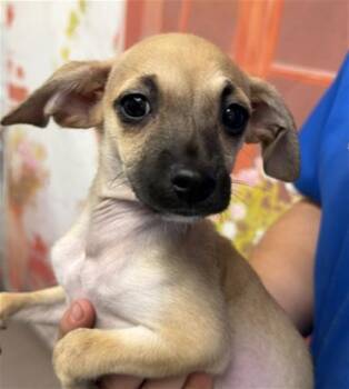MIMI -  Chihuahua Dog for Adoption in San Bernardino, California - MIMI | PetCurious