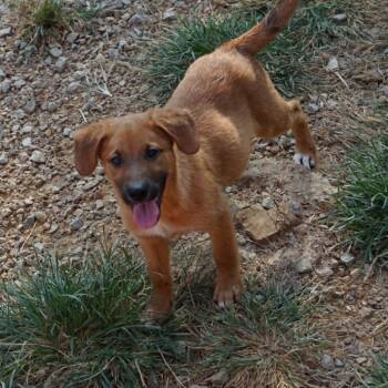 Maki -  Belgian Shepherd Malinois Dog for Adoption in Duck River, Tennessee - Maki | PetCurious