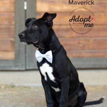 Maverick -  Mixed Breed Dog for Adoption in Bakersfield, California - Maverick | PetCurious