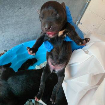 Suz 8 -  Boston Terrier and Mixed Breed Dog for Adoption in Edinburg, Texas - Suz 8 | PetCurious