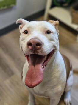 Bodi -  Mixed Breed Dog for Adoption in Savannah, Georgia - Bodi | PetCurious