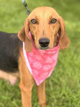 Bernadette-Transport -  Coonhound and Mixed Breed Dog for Adoption in Gradyville, Kentucky - Bernadette-Transport | PetCurious