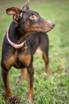 Doberman Pinscher Dogs Available for Adoption in Pearland, Texas - Deepali | PetCurious