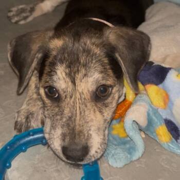 Labrador Retriever Dogs Available for Adoption - Idalia (Zena) | PetCurious