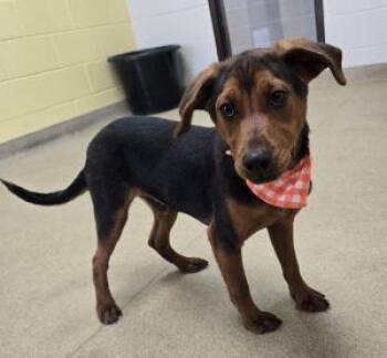 Ty -  Shepherd and Beagle Dog for Adoption in Bucyrus, Ohio - Ty | PetCurious