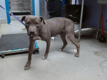 Pit Bull Terrier and Mixed Breed Dogs Available for Adoption in Albuquerque, New Mexico - CASSIE | PetCurious