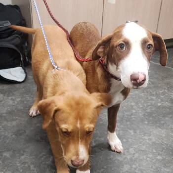 Lisa -  Pointer and Hound Dog for Adoption in Evensville, Tennessee - Lisa | PetCurious