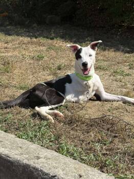 Rescue Border Collie and Pit Bull Terrier Dogs for Adoption in Lexington, Kentucky - Poppy | PetCurious