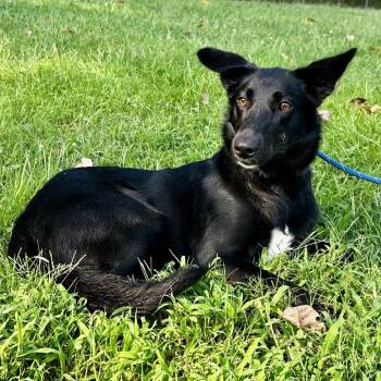 Angelica -  Mixed Breed Dog for Adoption in Warrensburg, Missouri - Angelica | PetCurious