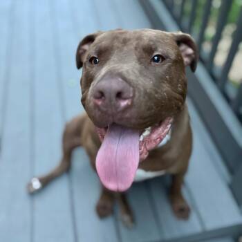 Pit Bull Terrier and American Staffordshire Terrier Dogs Available for Adoption in Fairfield, Connecticut - Chopper | PetCurious