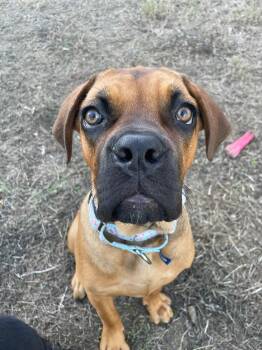 Cleo -  Mastiff Dog for Adoption in Austin, Texas - Cleo | PetCurious