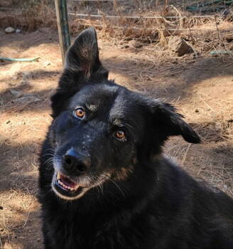 Rescue Alaskan Malamute and Newfoundland Dog Dogs for Adoption in Battle Ground, Washington - Nixie | PetCurious