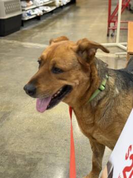 Molly -  Shepherd Dog for Adoption in Frazier Park, California - Molly | PetCurious