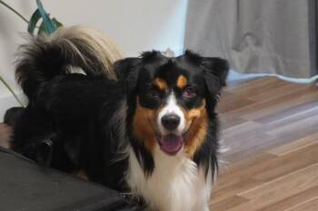 Shoto -  Australian Shepherd Dog for Adoption in Richmond, British Columbia - Shoto | PetCurious