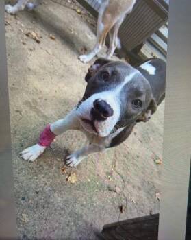 Rescue Pit Bull Terrier Dogs for Adoption in Lonsdale, Arkansas - IrisBlueberry | PetCurious