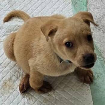 Cinderella -  Mixed Breed Dog for Adoption in La Grange, Kentucky - Cinderella | PetCurious