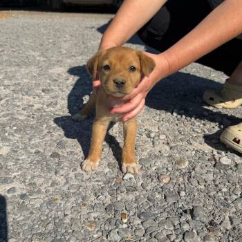 Remi -  Black Mouth Cur Dog for Adoption in Clarksdale, Mississippi - Remi | PetCurious