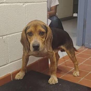 Beagle and Mixed Breed Dogs Available for Adoption - Copper | PetCurious